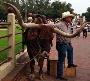 Long horn cow at the Stockyards in Fort Worth, Texas